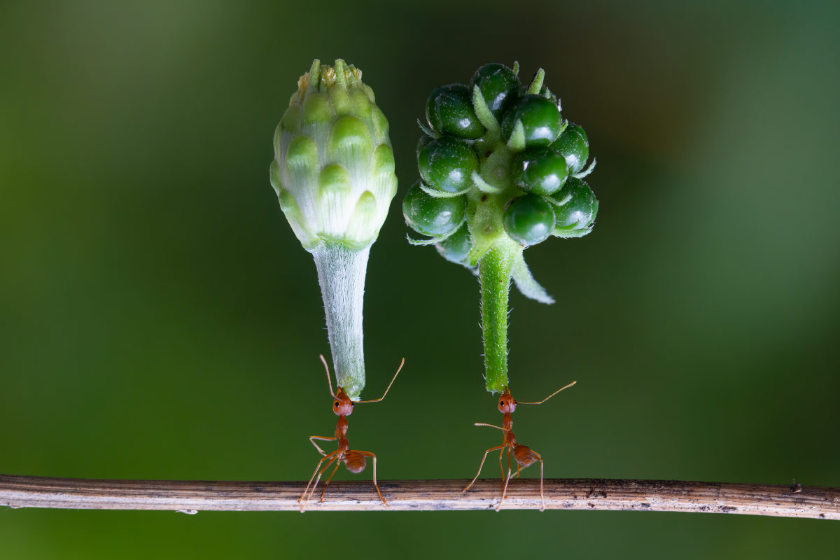 如何消滅螞蟻？5大天然方法杜絕蟲蟲危機